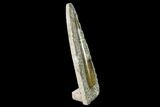 Fossil Orthoceras Sculpture - Tall - Morocco #136416-1